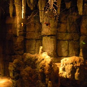 South American bat exhibit