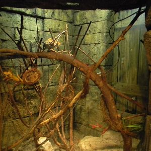 Pygmy Maromset exhibit