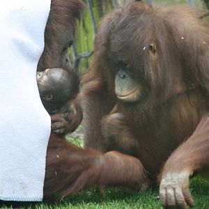 Maliku with daughters Miri and Molly - 20 Feb 2010