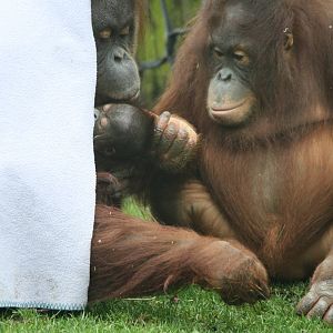 Maliku with daughters Miri and Molly - 20 Feb 2010