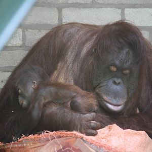 Maliku and Molly - 20 Feb 2010