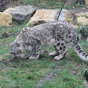 Snow leopard - 20 Feb 2010