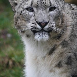 Snow leopard - 20 Feb 2010
