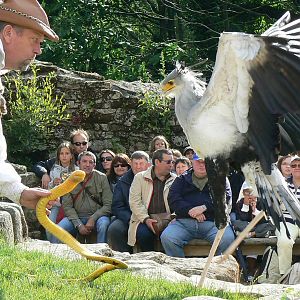 Puy-du-Fou Park - Birds of prey show
