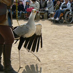 Puy-du-Fou Park - Birds of prey show