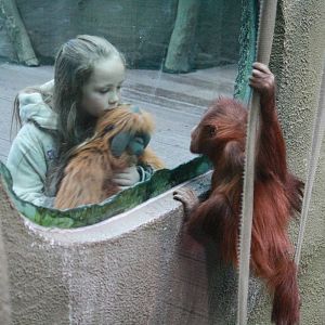 Real and pretend orangs - 20 November 2010