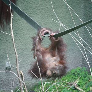 Baby Bornean - 20 November 2010