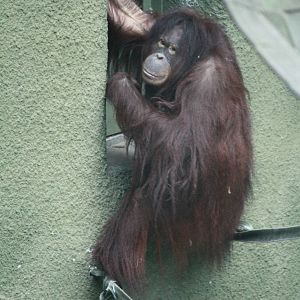 Leia - 20 November 2010