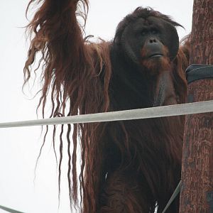 Puluh - 20 November 2010