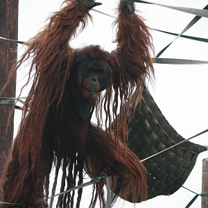 Puluh - 20 November 2010