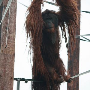 Puluh - 20 November 2010