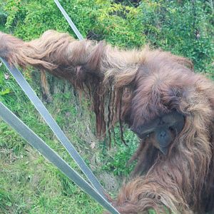 Puluh - 20 November 2010