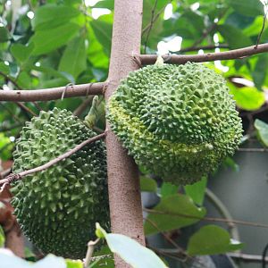 Stupid question - what's this ?? - 20 November 2010