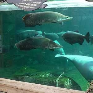 Manatees pool in the third greenhouse  of the zoo