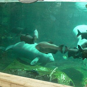 Manatees pool in the third greenhouse  of the zoo