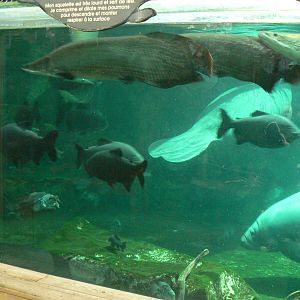 Manatees pool in the third greenhouse  of the zoo
