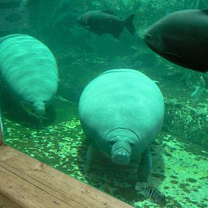 Manatees pool in the third greenhouse  of the zoo