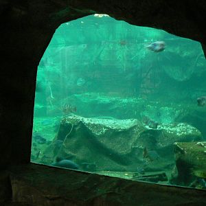 Manatees pool in the third greenhouse  of the zoo