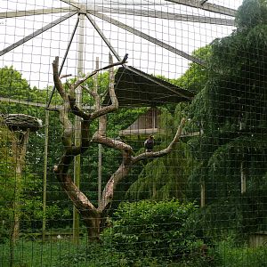 Puy du Fou - Steller's Sea Eagle Aviary