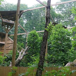 Puy du Fou - African fish eagle and pied crow aviary