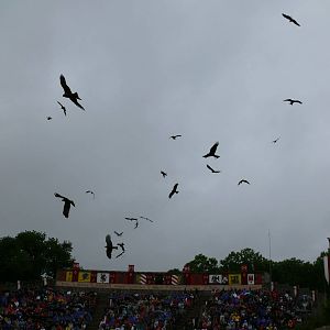 Puy du Fou - Birds of prey show