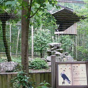 Puy du Fou - Andean condors and Audubon's Crested caracara aviary