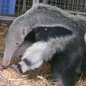 Joao, young giant anteater