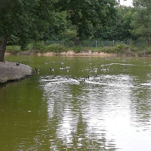 North american moose exhibit