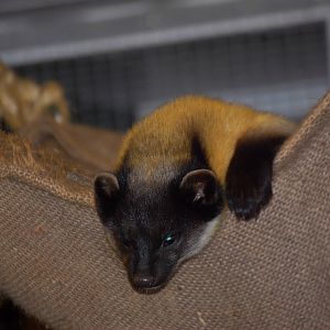 Northern Yellow-Throated Marten