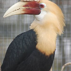 Blyth's Hornbill