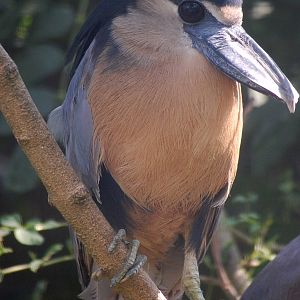 Boat-Billed Heron