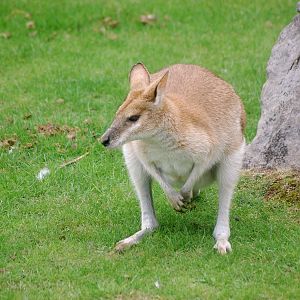 Agile Wallaby