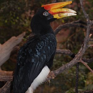 Rhinoceros Hornbill