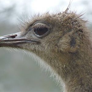 Ostrich