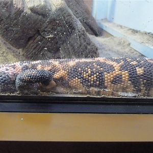 Cold Blooded Corner - Gila Monster