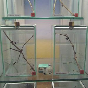 Cold Blooded Corner - Black Widow Vivariums