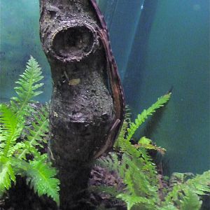 Cold Blooded Corner - Lined Flat-Tail Gecko