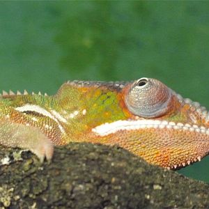 Cold Blooded Corner - Panther Chameleon