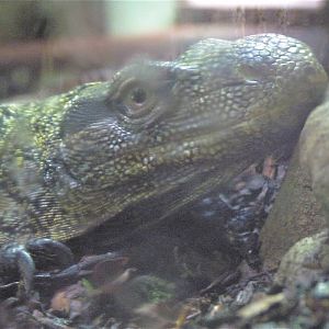 Cold Blooded Corner - Crocodile Monitor