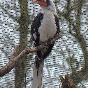 Von Der Deckens Hornbill