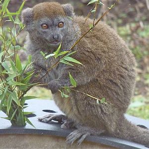 Alaotran Gentle Lemur