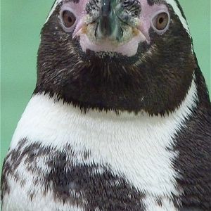 Humboldt Penguin