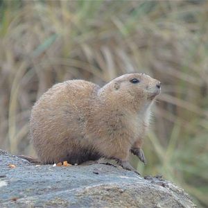 Prarie Dog