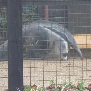 Giant Anteater
