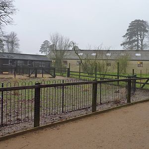Giant Anteater Enclosure