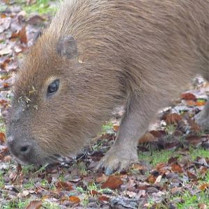 Capybara