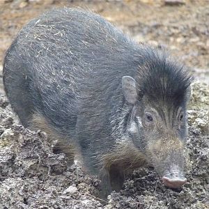 Visayan Warty Pig