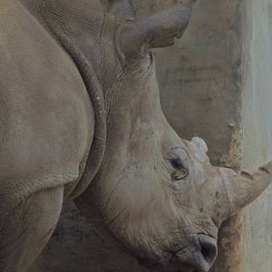 White Rhino