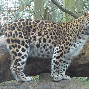 Amur Leopard