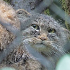 Pallas Cat